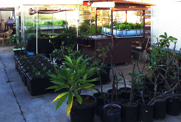 inda_grow_CEO_marijuanagrowlights_grow_your_own_food_grow_lights_aquaponics_darylcotton_marijuanagarden_3