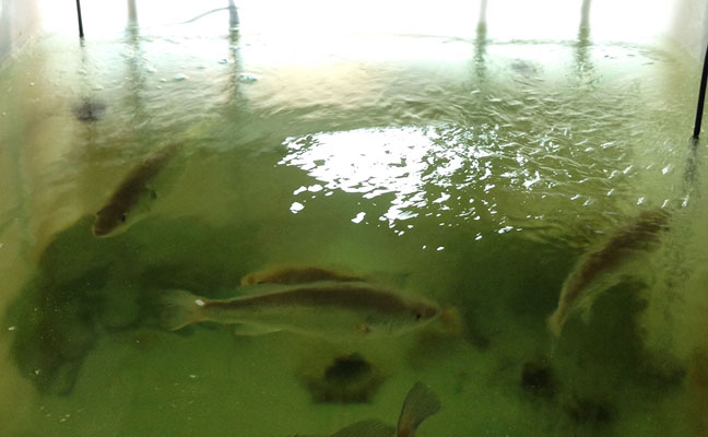 inda_grow_CEO_marijuanagrowlights_grow_your_own_food_grow_lights_aquaponics_darylcotton_marijuanagarden_fish_6