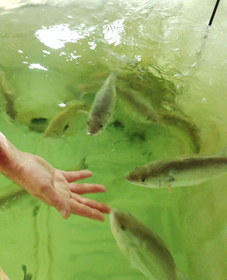inda_grow_CEO_marijuanagrowlights_grow_your_own_food_grow_lights_aquaponics_darylcotton_marijuanagarden_fish_7