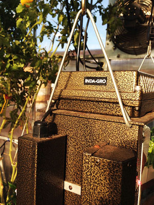 _indagro_CEO_best_marijuana_growlights_grow_your_own_food_grow_lights_aquaponics_darylcotton_9