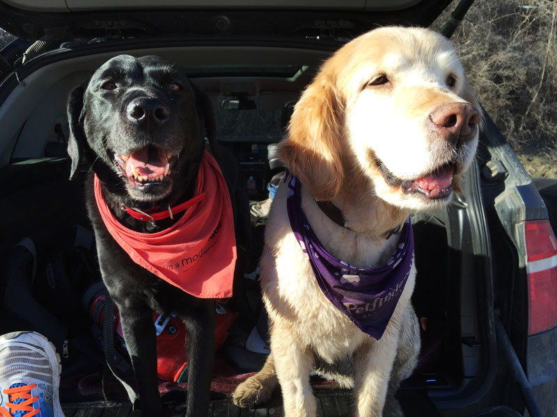 darcy_bomford_true_leaf_pet_food_treats_hemp_cannabis_medication_for_pets_dogs_animals_natural_products_interview_entrepreneur_darford_international_cashinbis