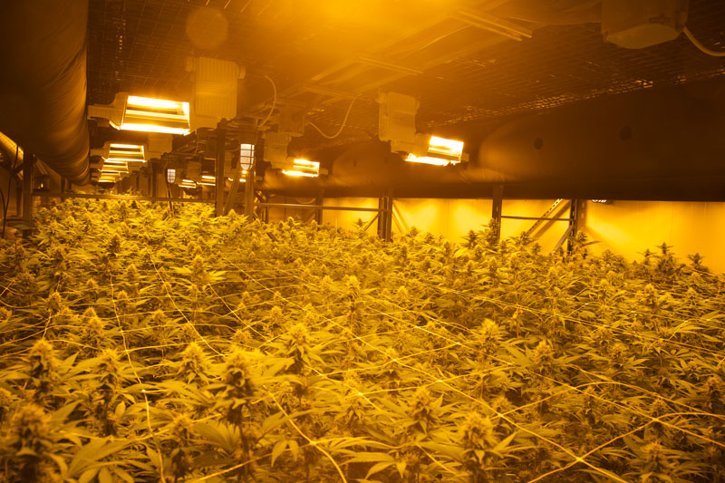 American Cannabis Company: Grow house