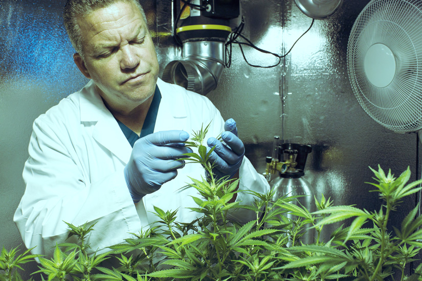 med_x_company_interview_behind_the_scenes_pesticide__all_natural_cashinbis_1